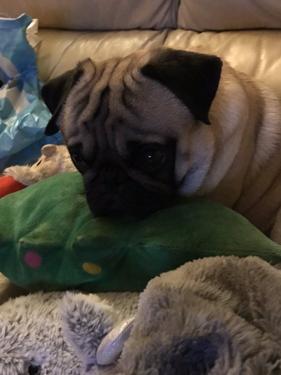 SarahGrimshaw4's tweet photo. I love him, I just love my Bailey to death 🥰 that’s all I’ve got to say 😂 #HappySaturday #WorkAsUsual https://t.co/7TSjfMoCKK