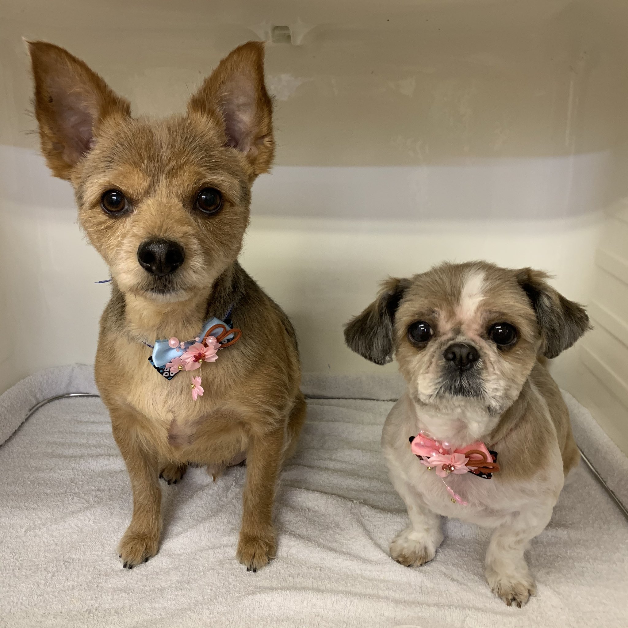 ペットバル Auf Twitter チワワとヨーキーのミックス犬のリクくんとシーズーのモモちゃんがお父さんと一緒にやって来てくれました リクくんもモモちゃんもとってもお利口さんに頑張ってくれました チワワ ヨーキー シーズー T Co Thxzqzooi7 Twitter