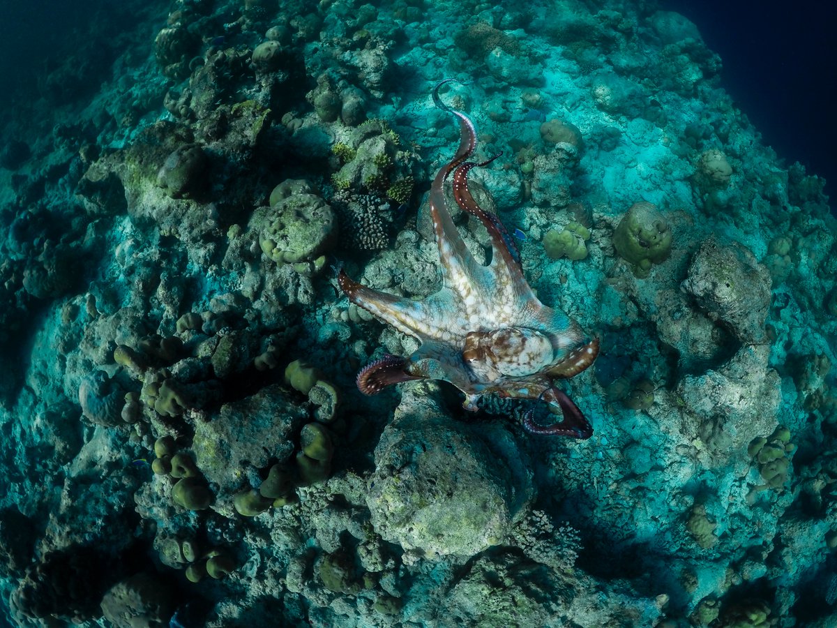 BackpackersM's tweet photo. Snorkeling with octopus on the coral reef 🐙🤿

FULL DAY SNORKELING CRUISE ➡️ https://t.co/z23k5bSfcX

DANGEROUS FISH IN THE MALDIVES ? ➡️  https://t.co/5pe2IFN6Dk

#Maldives #snorkeling #octopus #coral #reef #underwater #tour #cruise #excursion #cephalopods #explore https://t.co/6xH55u0kp9