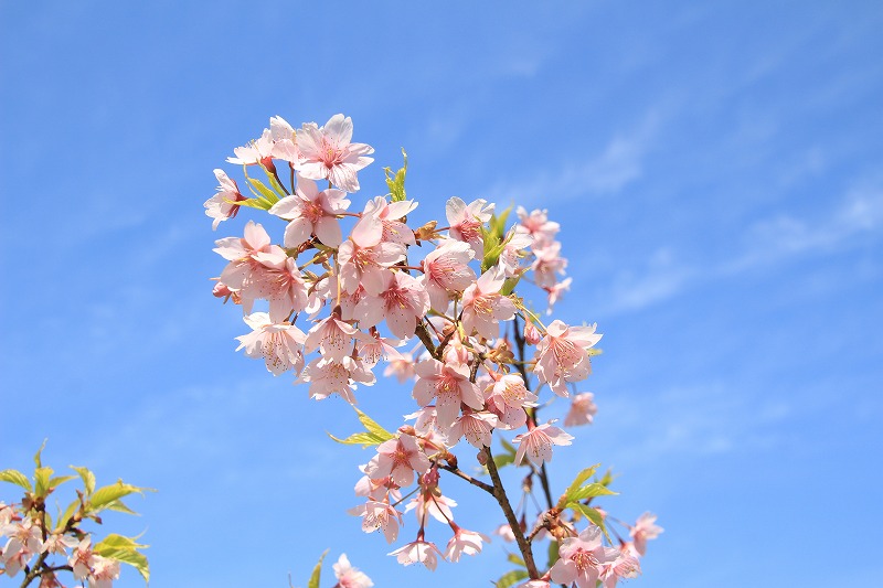 大阪府立花の文化園 植物園 公式 河津桜 ひょうたん池方面 福祉花壇の近くです 花の文化園 サクラ 春 お出かけ 撮影 写真 植物 花 親子でお出かけ 南大阪 河内長野 青空