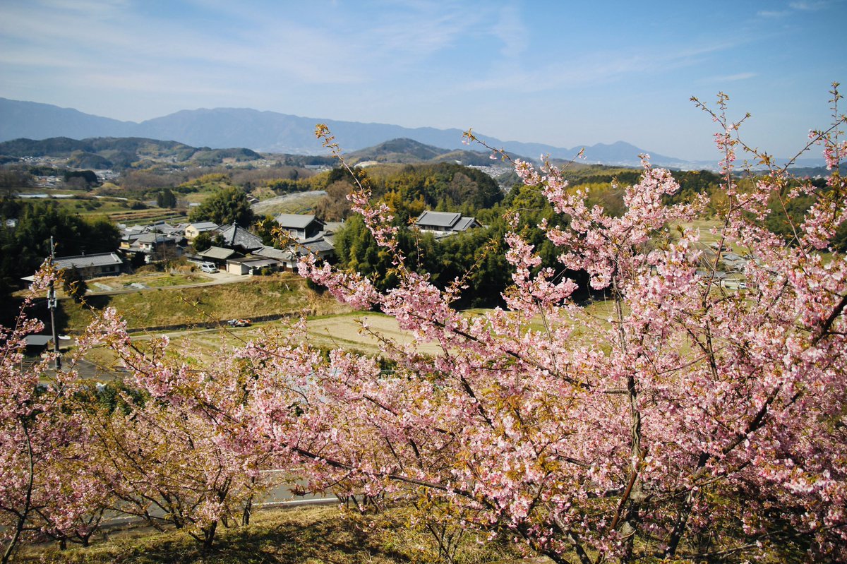 やまもっちゃん على تويتر 明日香村のミカン山の斜面に河津桜が見事に咲いています 山を登って見ると 畝傍山から二上山 葛城山の山並みが広がっています