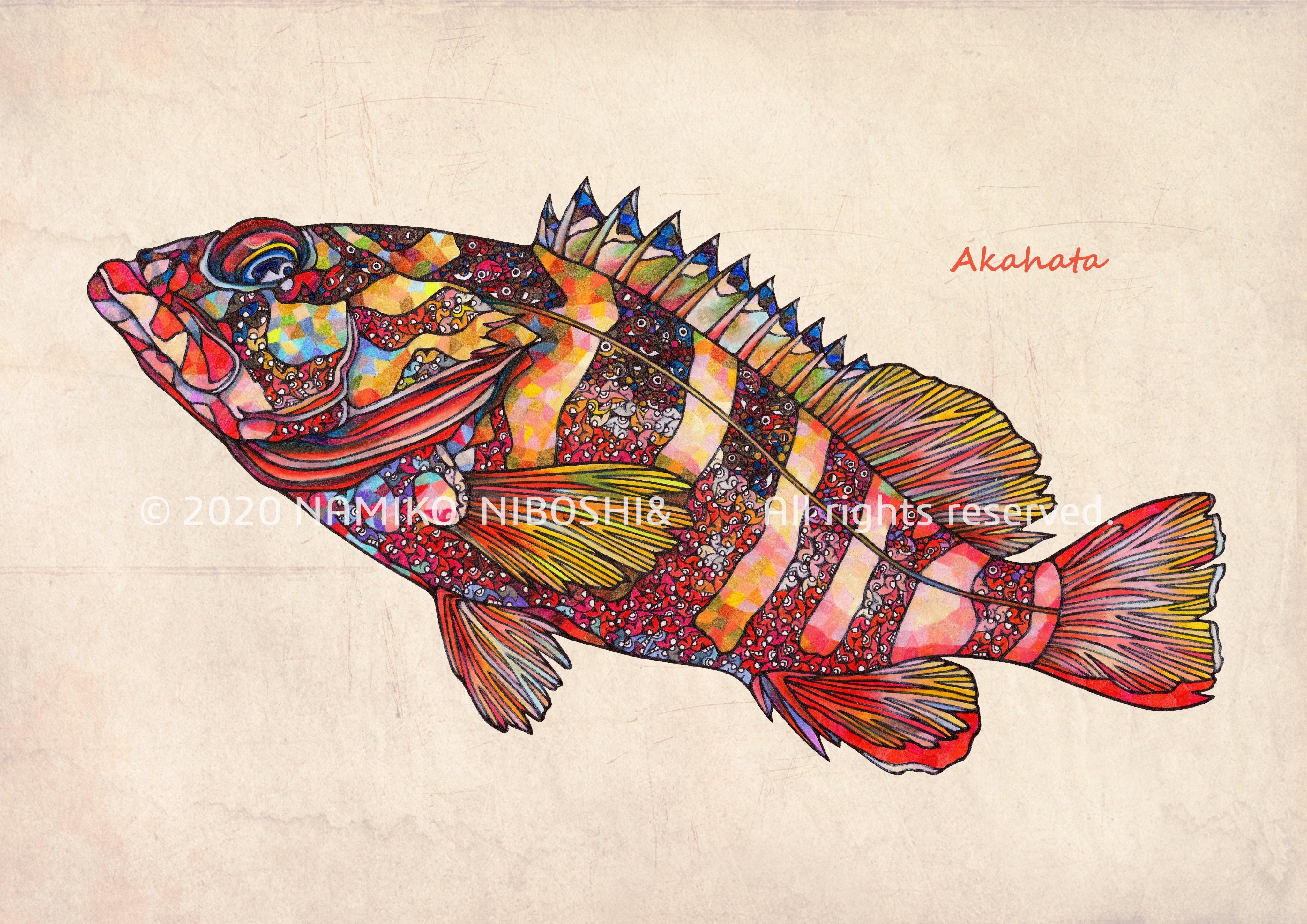 تويتر Namiko على تويتر イラスト図鑑 アカハタ File5 イラスト 魚 アカハタ T Co Gkmctwzcyh