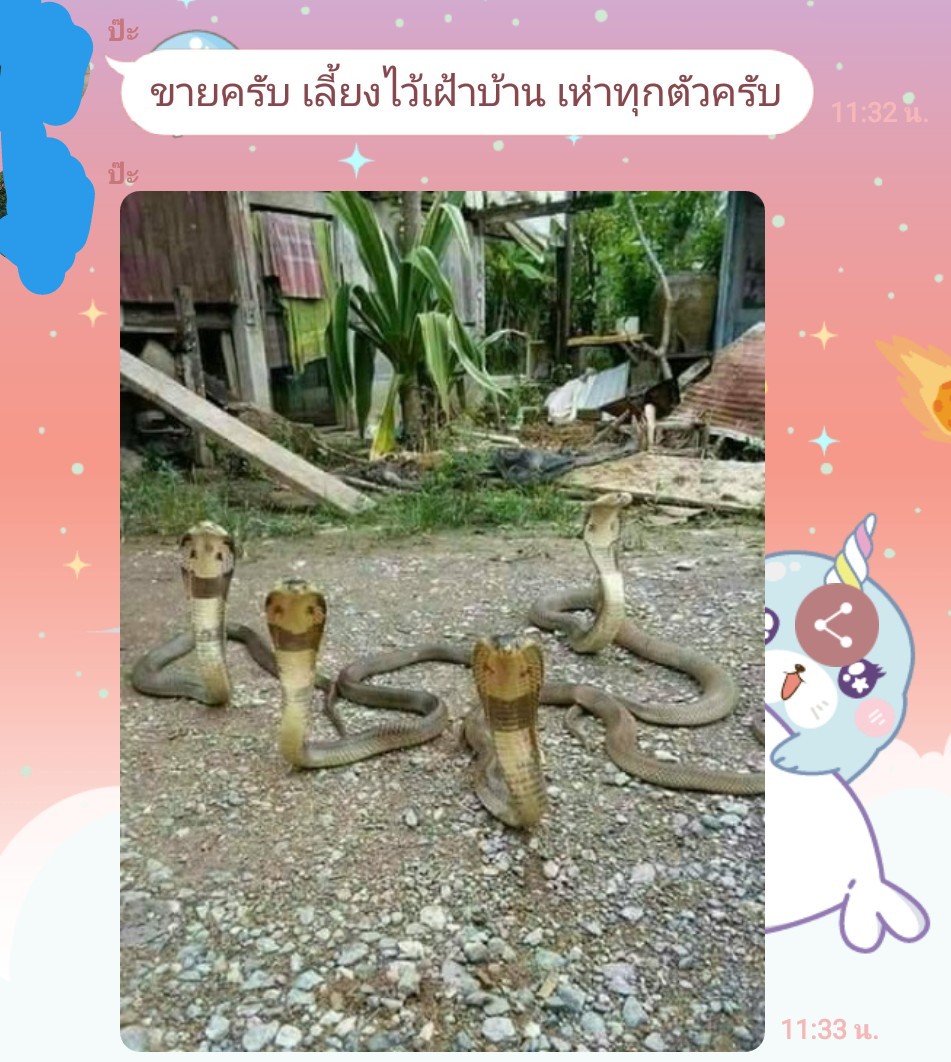แป๋ง tweet media