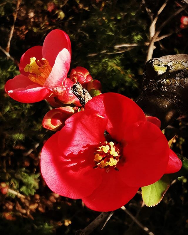 PlantamFB's tweet photo. Chaenomeles japonica, un altfel de gutui în floare... #chaenomelesjaponica #gutuijaponez #red #flower #redflower https://t.co/OgtussLJeU https://t.co/9sBgAOEYWY