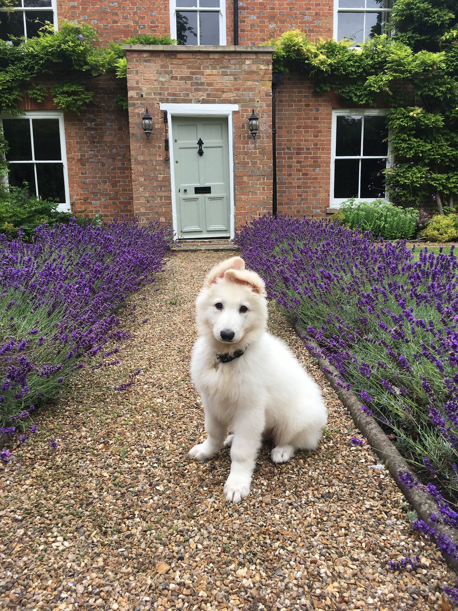 ChloeMSquash's tweet photo. Can’t believe our puppy was ever this small! Our Swiss Shepherd puppy, Daphne. #Crufts #bergerblancsuisse #swissshepherd #3months https://t.co/c0LkPtmX1s