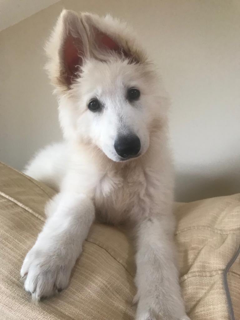 ChloeMSquash's tweet photo. Can’t believe our puppy was ever this small! Our Swiss Shepherd puppy, Daphne. #Crufts #bergerblancsuisse #swissshepherd #3months https://t.co/c0LkPtmX1s