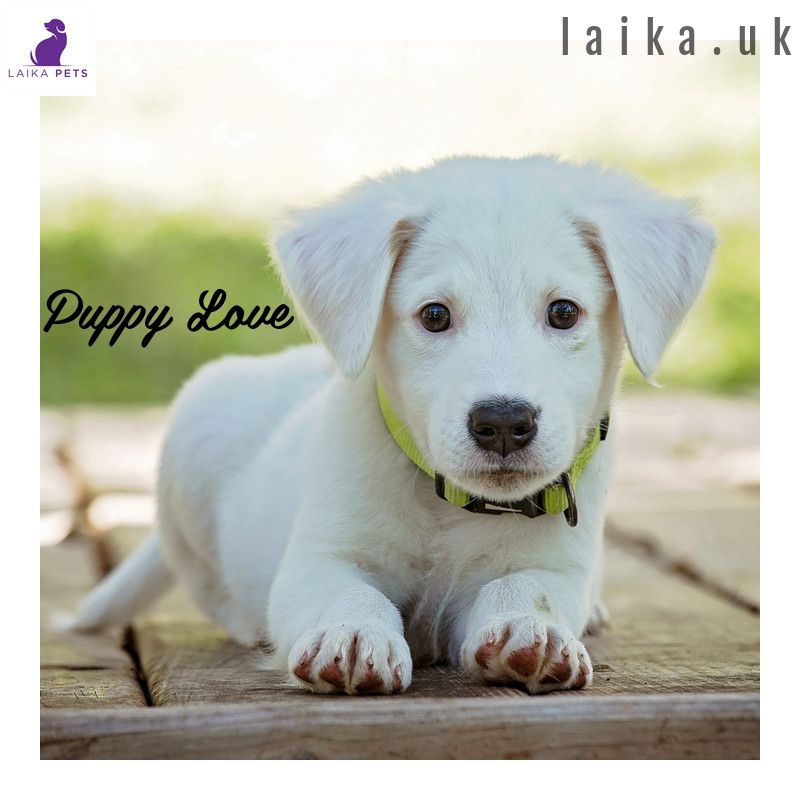 PetsLaika's tweet photo. See link in bio for our high quality LED safety collars. Be safe. Be seen at night.
🐶
🐶
🐶
#puppiesuk
#puppies_of_uk
#dogsuk
#dogmemes
#ukdogsofinsta
#dogsofgreatbritain
#puppyloveuk
#scottishinstadogs
#scottishdogs
#ukdogstagram
#ukdogsofinstagram
#dogcollarsuk
#doggiftsuk https://t.co/1mwDFKTDGn