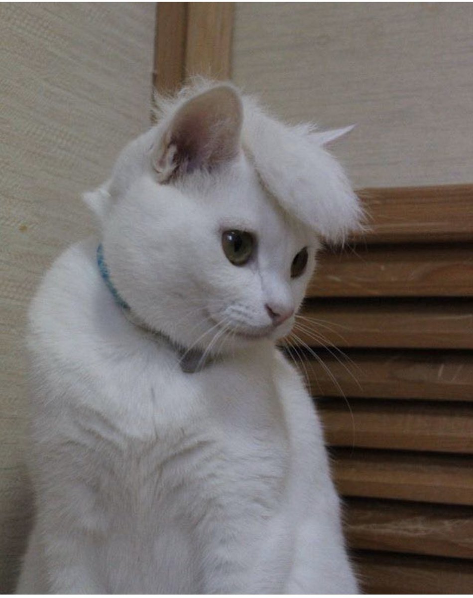 BSPCA_BH's tweet photo. “It’s called style, Karen” 

#CatsWithStyle #WeLoveCats #Bahrain #BSPCA #BahrainSPCA #AnimalWelfare #AdoptDontShop https://t.co/lpj5yGqfJU
