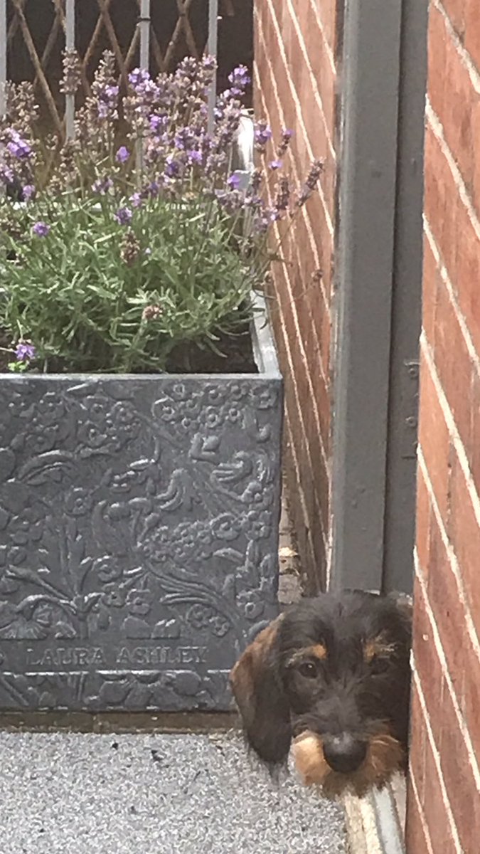 DarrelrRobinson's tweet photo. Godfrey our Standard Wire Haired Dachshund on lookout #Crufts #crufts2020 https://t.co/UlOQtNyHUH