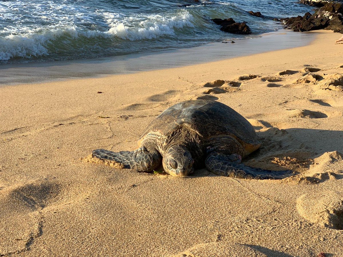 LaheyRadiology's tweet photo. Thank you @SocAbdRadiology and @SAR_RFS for a wonderful week of #SAR Annual Meeting and Educational Course on the island of Maui, Hawaii! Excellent quality teaching for staff, residents, and students. We loved the sea turtles! Until next year! #LaheyRad #LaheySAR #SAR20 #SAR_RFS https://t.co/57SntpwotS