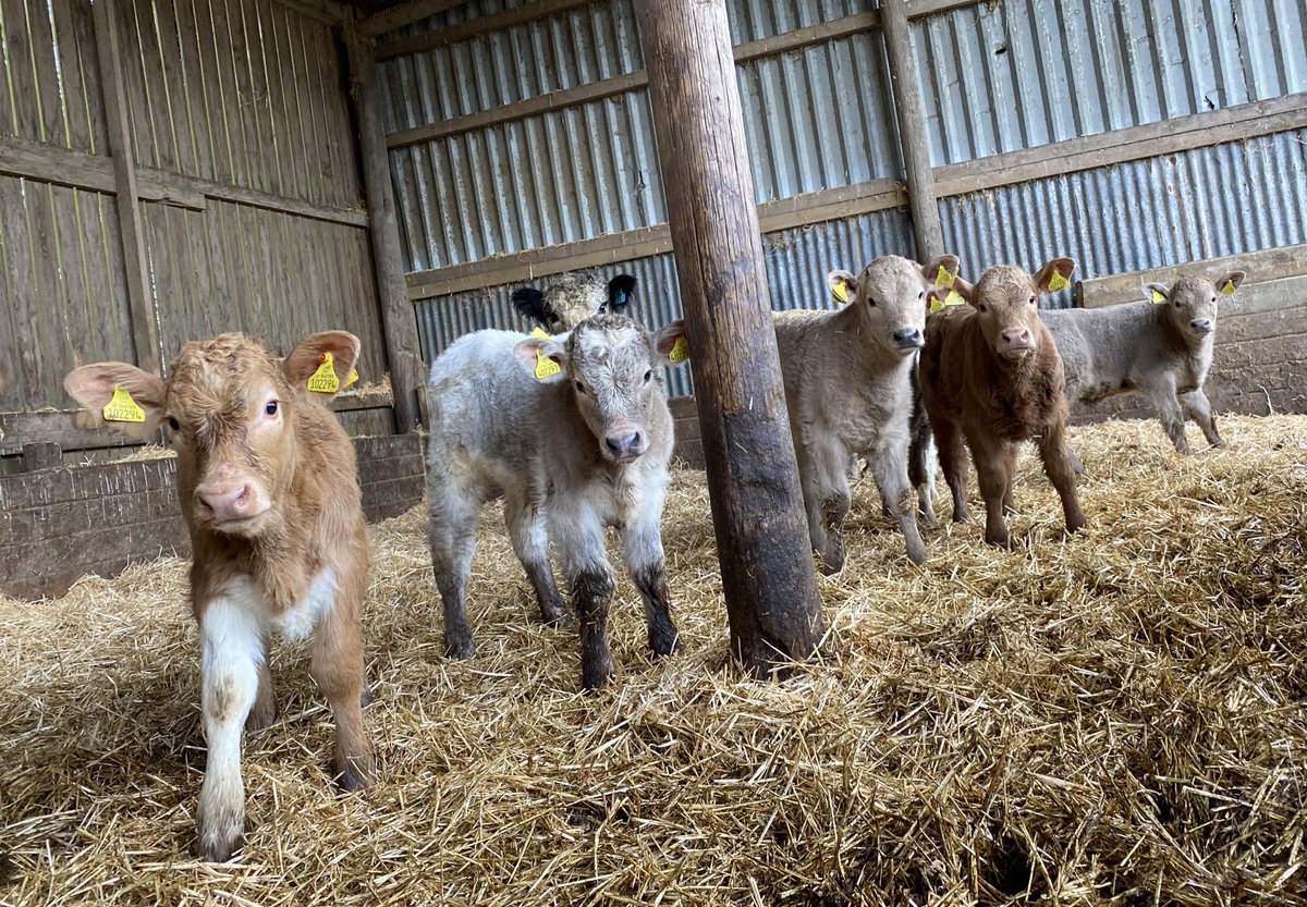 newlandfarm's tweet photo. Deputation #CharolaisX #Calfpix #NFCalving20 https://t.co/Us5cpVT4Qx
