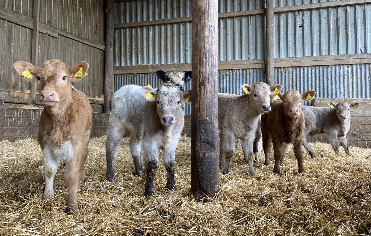 newlandfarm's tweet photo. Deputation #CharolaisX #Calfpix #NFCalving20 https://t.co/Us5cpVT4Qx