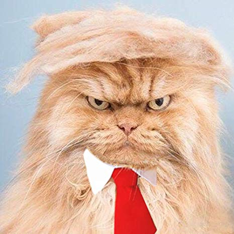 TuschyFace's tweet photo. #IfPetsCouldVote, dogs would vote the orange cat out of office. https://t.co/rTDGRMI7Kn