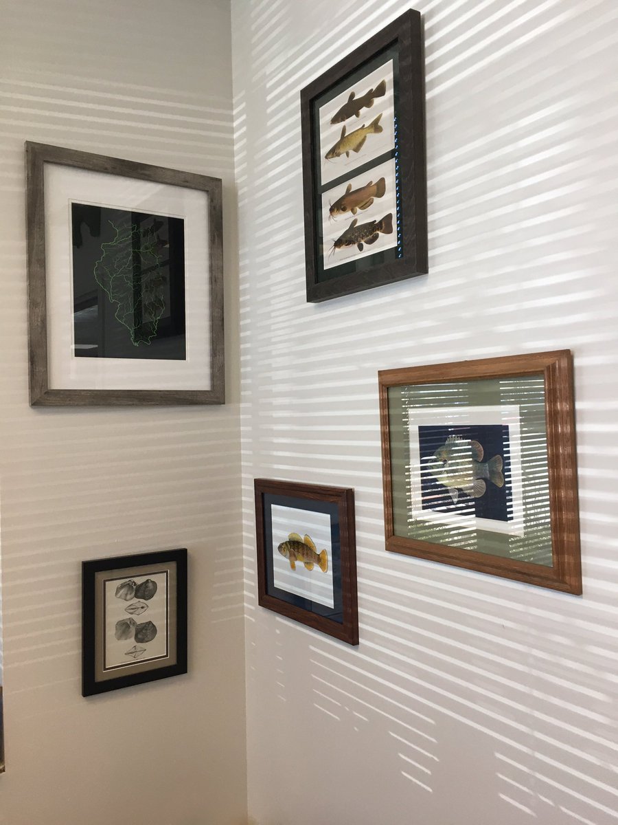jayhawktiemann's tweet photo. Moving to new building after 15+ yrs in brick-walled basement has advantages - opportunity to decorate w/ little of this (Kansas-roots) & that (#RiverBooty & other professional workings). Thanks to family & friends for treasures
#RockChalk
#GoRoyals
#Sunshine https://t.co/cBLpTLB7bz