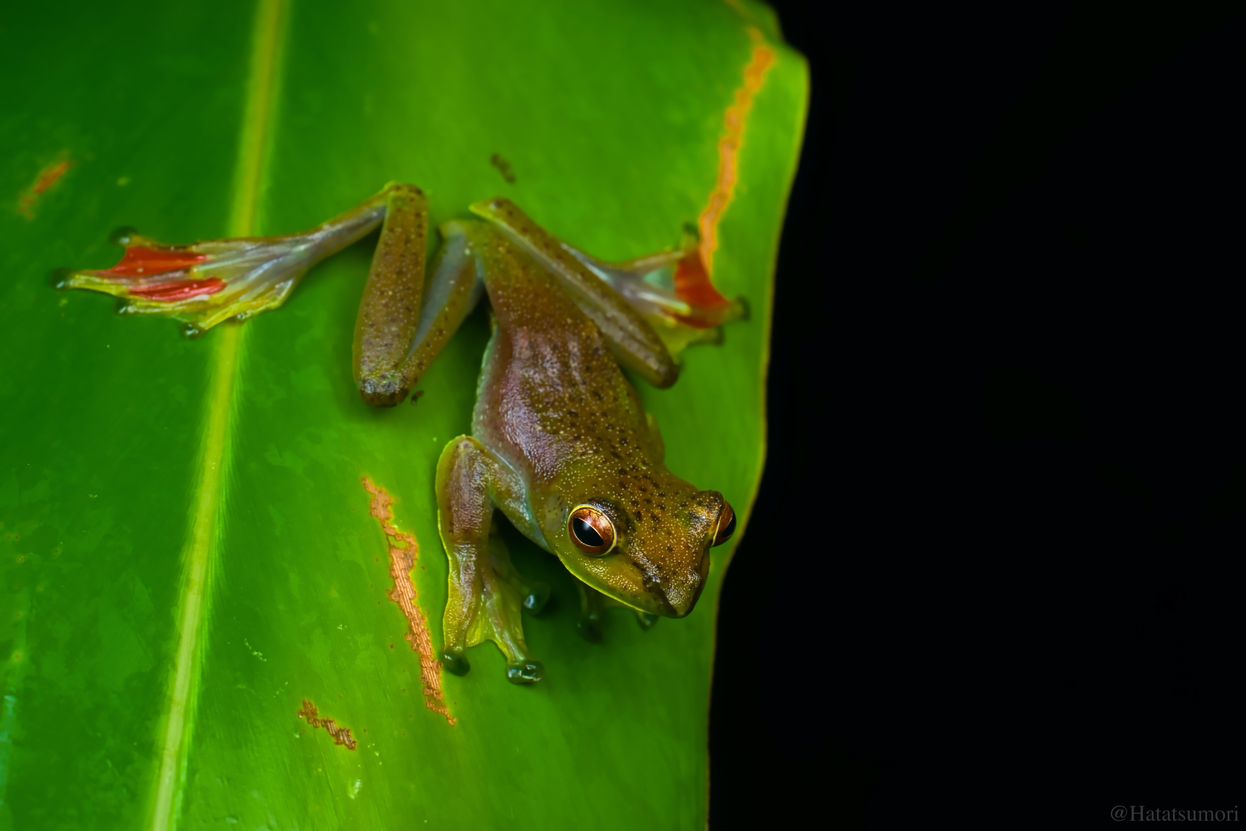 ハタツモリ マレーシアで見たトビガエル 高地編 Rhacophorus Bipunctatus Rhacophorus Prominanus T Co 85gq0atfm6 Twitter