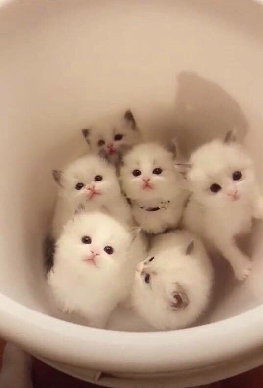 милые коты. смешные котята. милый котенок. милые видео с котами. милые котики.