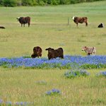 Photo by My East Texas (@MYETX)