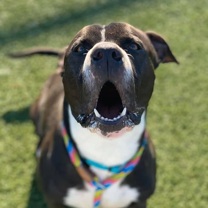 KarenSConniff's tweet image. #Armad #CLE #OH #ADOPT #FOSTER Armad will charm you with his goofy expressions. He enjoys pets and treats. He is a strong boy who walks nicely on a leash! He likes to explore his surroundings. He's treat motivated and would be easy to teach. Email citydogs@city.cleveland.oh.us