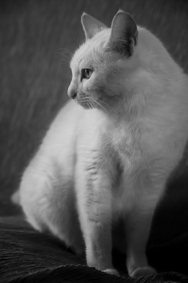 vedrahy's tweet photo. 実家ねこ

#写真撮ってる人と繋がりたい #猫写真
#���のいる幸せ #猫のいる生活 https://t.co/eZh4k4zDCj