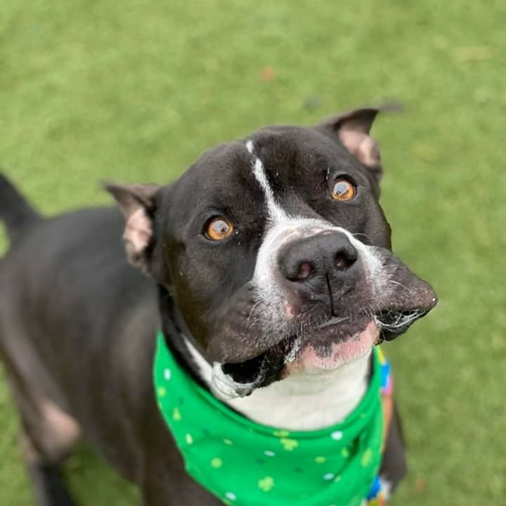 KarenSConniff's tweet image. #Armad #CLE #OH #ADOPT #FOSTER Armad will charm you with his goofy expressions. He enjoys pets and treats. He is a strong boy who walks nicely on a leash! He likes to explore his surroundings. He's treat motivated and would be easy to teach. Email citydogs@city.cleveland.oh.us