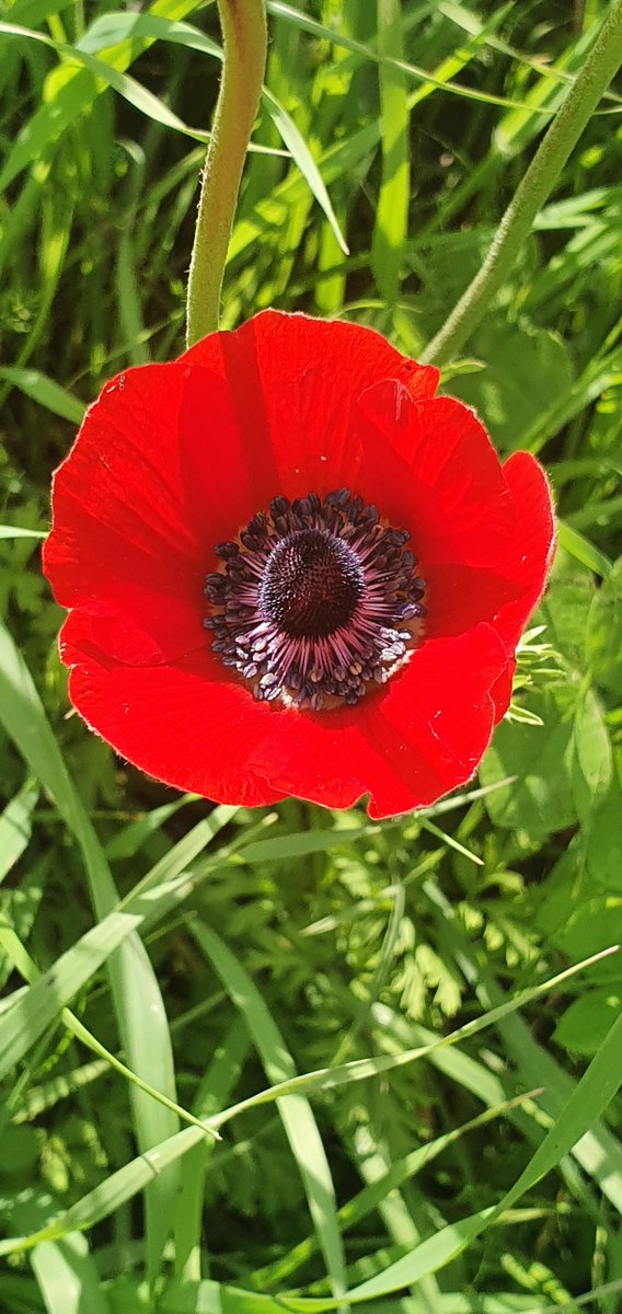 GalitPeleg's tweet image. Took advantage of this beautiful sunny Shabbat🌞 to explore my back yard scenery. So great to have this beauty in the middle of the town  #Modiin #Israel