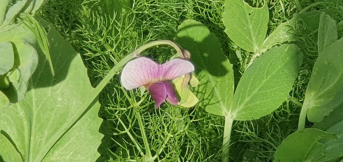 GalitPeleg's tweet image. Took advantage of this beautiful sunny Shabbat🌞 to explore my back yard scenery. So great to have this beauty in the middle of the town  #Modiin #Israel