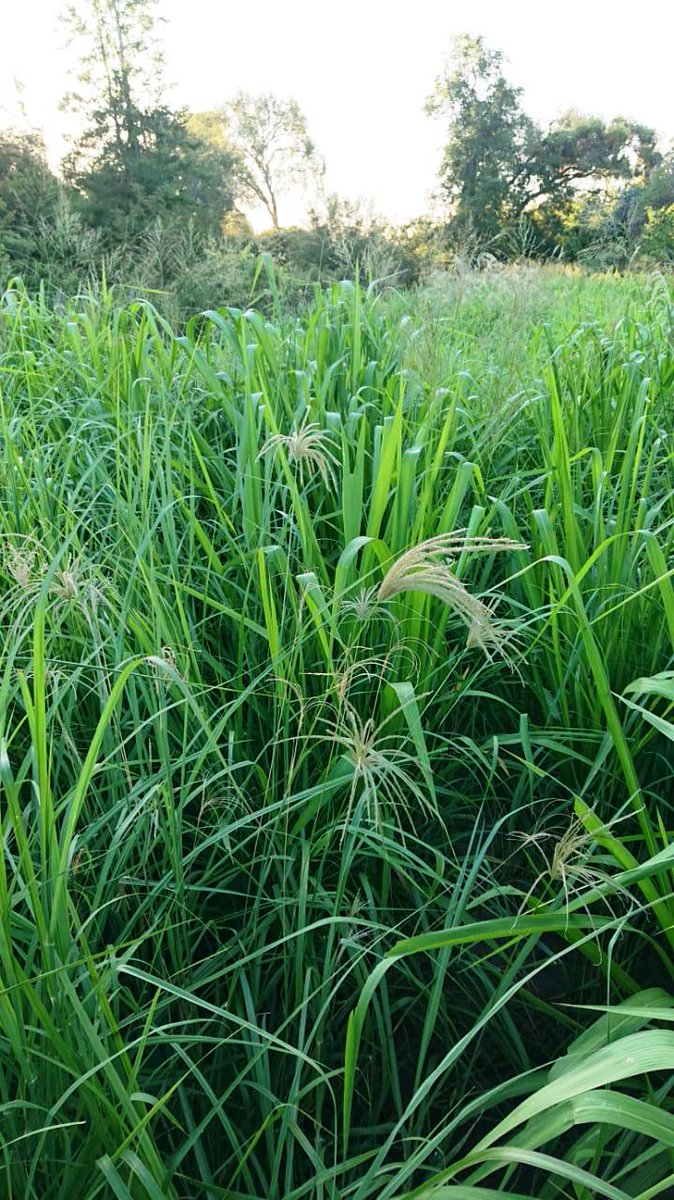 OPemanSemillas's tweet photo. Espectacular resultado obtenido con mezcla de pasturas megatérmicas en Machagay, Chaco!! 👏👏👏
🌱 #GattonPanic
🌱 Pancum maximun #Zuri
🌱 Grama rhodes #ÉPICA INTA PEMAN
#agrandátucampo
#pasturasPEMAN
Asesorate con nuestros especialistas!! https://t.co/NHa9kAxl5n