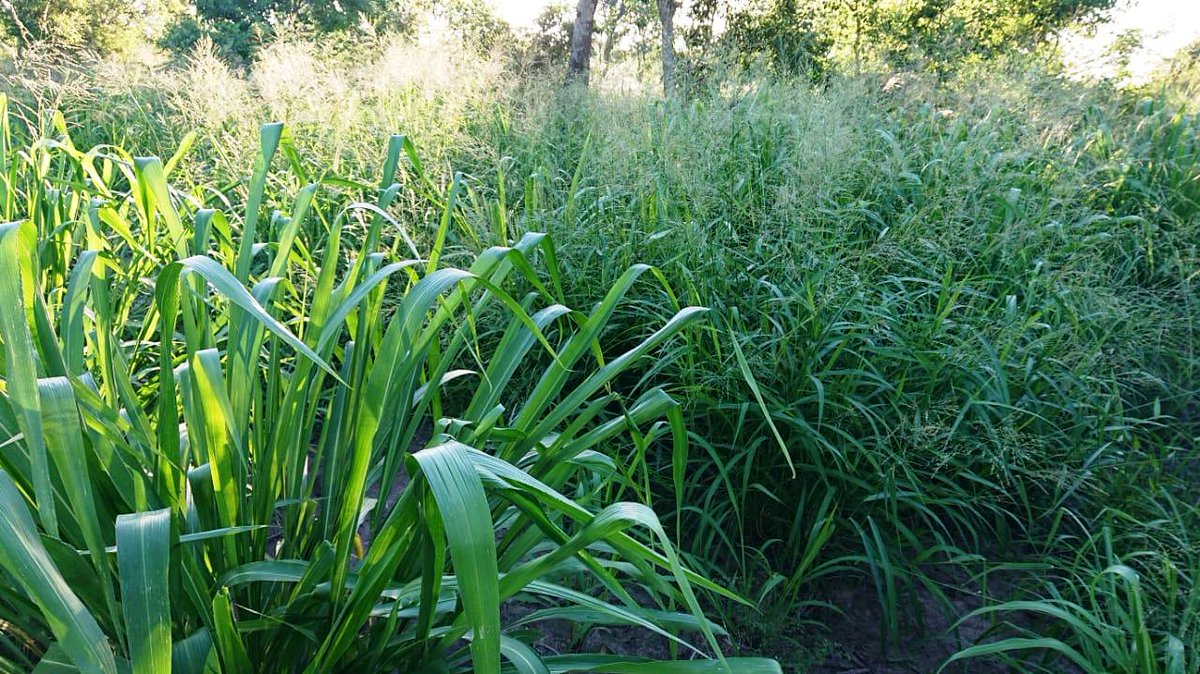 OPemanSemillas's tweet photo. Espectacular resultado obtenido con mezcla de pasturas megatérmicas en Machagay, Chaco!! 👏👏👏
🌱 #GattonPanic
🌱 Pancum maximun #Zuri
🌱 Grama rhodes #ÉPICA INTA PEMAN
#agrandátucampo
#pasturasPEMAN
Asesorate con nuestros especialistas!! https://t.co/NHa9kAxl5n