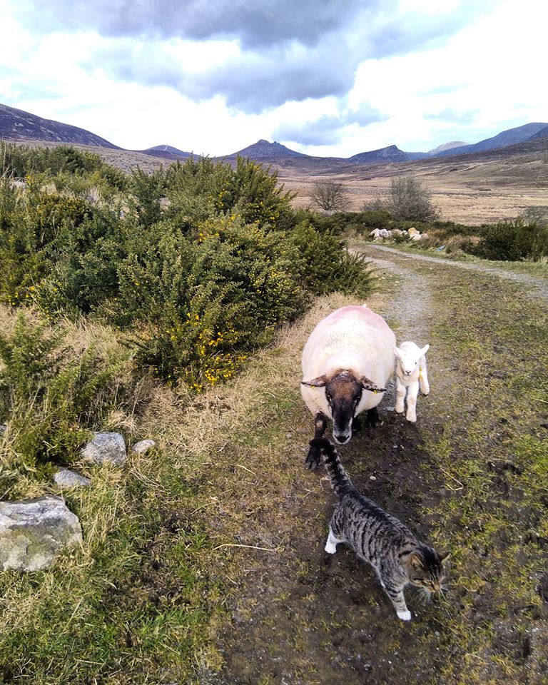 Beautiful Mourne Mountains, Co Down, N  #Ireland. Mournes are made up of 12 mountains with 15 peaks & include the famous Mourne wall (keeps sheep & cattle out of reservoir)! Area of Outstanding Natural Beauty. Partly  @NationalTrustNI. Daniel Mcevoy (with lovely cat!)  #caturday