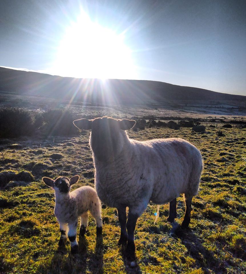 Beautiful Mourne Mountains, Co Down, N  #Ireland. Mournes are made up of 12 mountains with 15 peaks & include the famous Mourne wall (keeps sheep & cattle out of reservoir)! Area of Outstanding Natural Beauty. Partly  @NationalTrustNI. Daniel Mcevoy (with lovely cat!)  #caturday