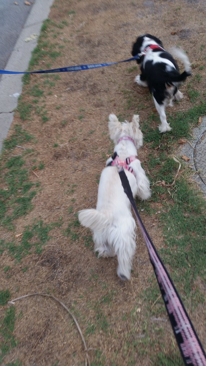 echo_cavalier's tweet image. Two sisters out for a walk on a lovely evening...