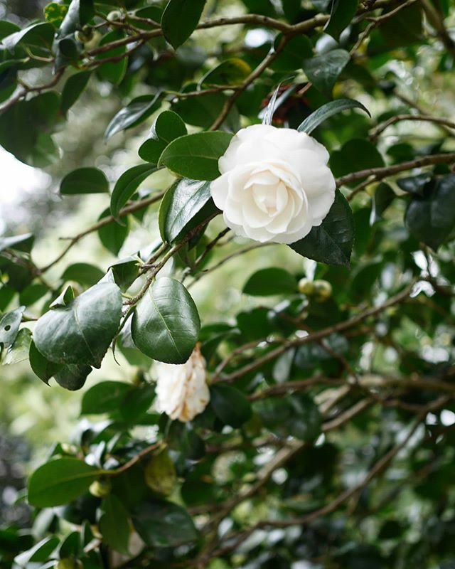 Something something I love camellias
•
#botanicalpickmeup #quietmoments #contemplativephotography #naturephotographer #flowerphotographer #floral_addicts ift.tt/2IuGk4a