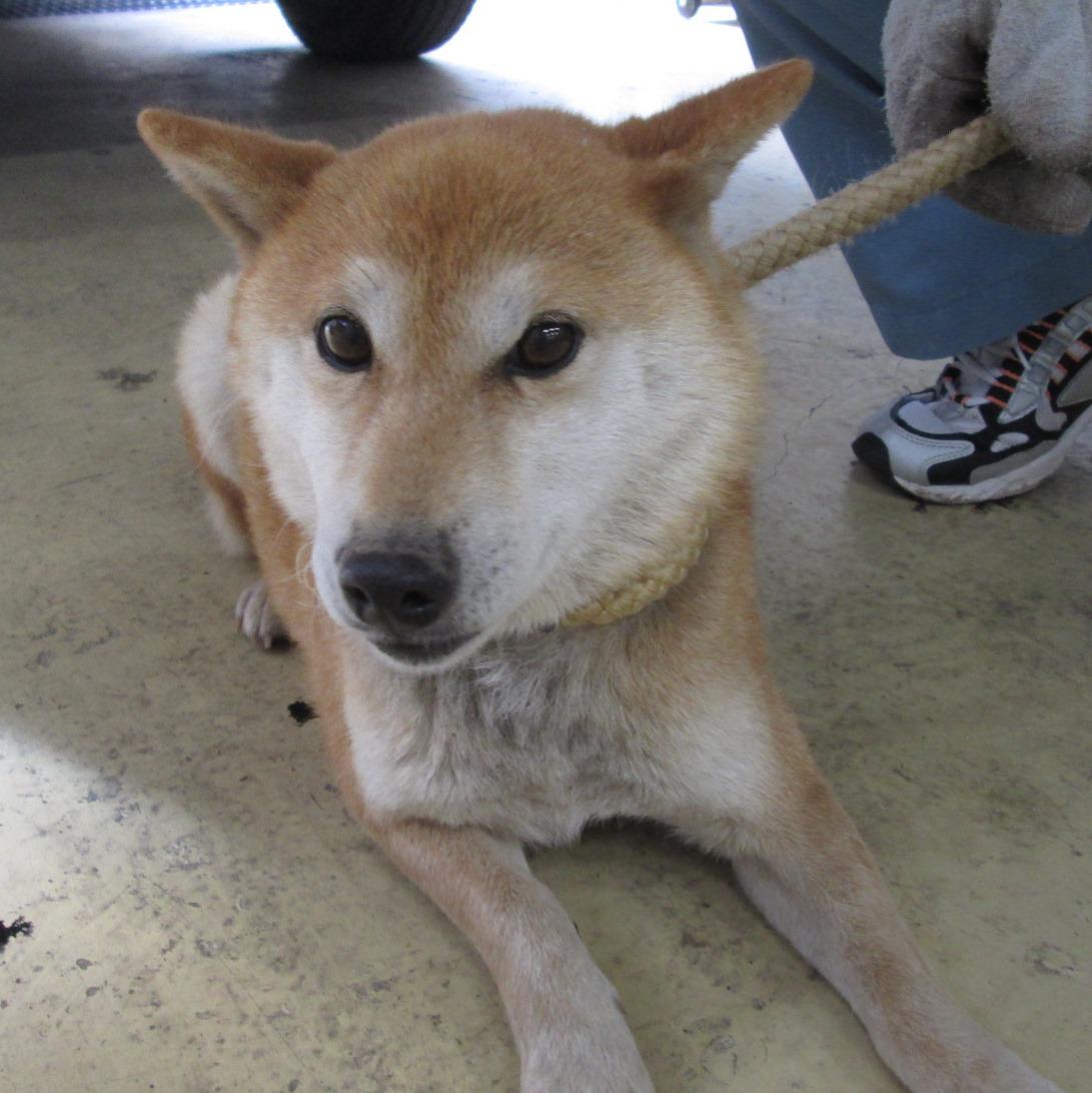 Japanesemichael Jackson 栃木県保健所 期限 3月13日 性別 女 年齢推定 若 中齡 犬種 柴犬 体格 中 毛色 茶白 収容月日場所 3 5 那須町高久丙 穂積 山梨子 首輪なし 迷子犬 栃木県 那須郡 那須町高久丙 柴犬 保健所 犬 収容 Japanesemichael Jackson 栃木県保健所 期限 3月13日 性別 女 年齢推定 若 中齡 犬種 柴犬 体格 中 毛色 茶白 収容月日場所 3 5 那須町高久丙 穂積 山梨子 首輪なし 迷子犬 栃木県 那須郡 那須町高久丙 柴犬 保健所 犬 収容