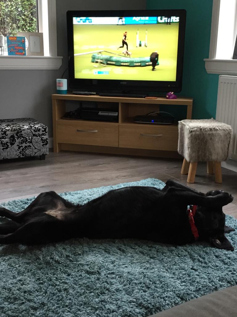 vrussell299's tweet photo. #crufts Dog agility all too much for Lola. 😊 https://t.co/H2AvFkqmXi