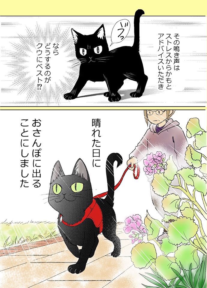 【ねこはねこかぶり】
第6話おにゃんぽにゃんこ(1/2)
外に出たい鳴きが激しくなってしまった弾丸クウ生後7ヶ月。第5話の続きです。
#ねこはねこかぶり #黒猫クウ #ねこ漫画 