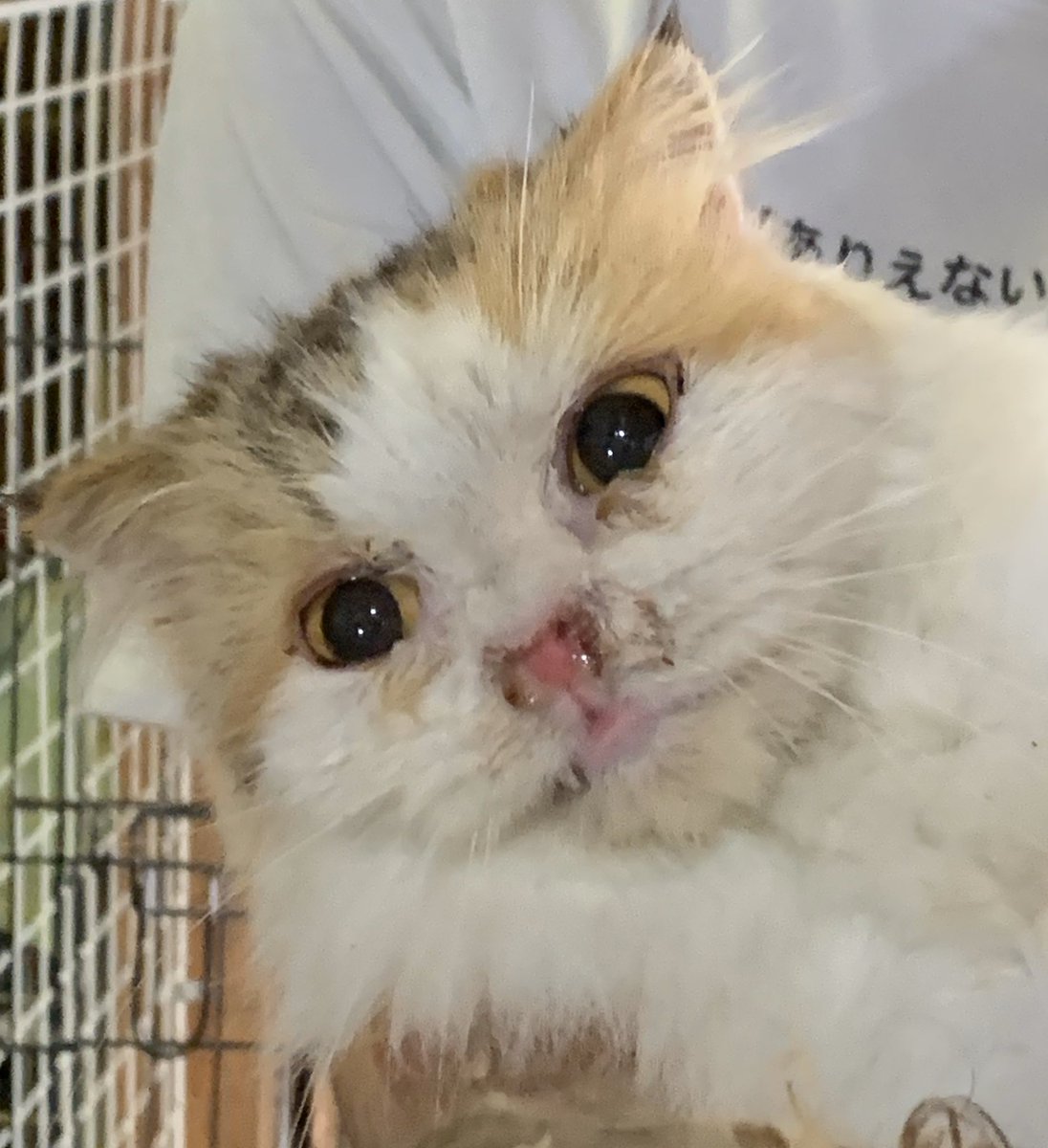 アニマルファミリーあずき一家 Twitter પર 昨日保護した迷い猫 入院になりました 写真をみて頂けたらわかると思いますが ガリガリの栄養失調です 家族の方探してくれてますか