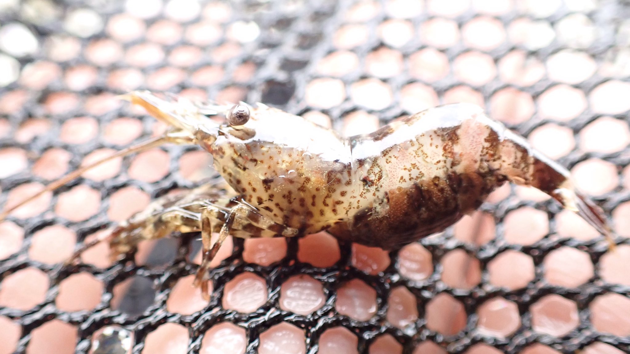 Uzivatel 8bitわんわん Na Twitteru 頭胸部がクールなエビに会えた 種が特定できません わかる方教えてください