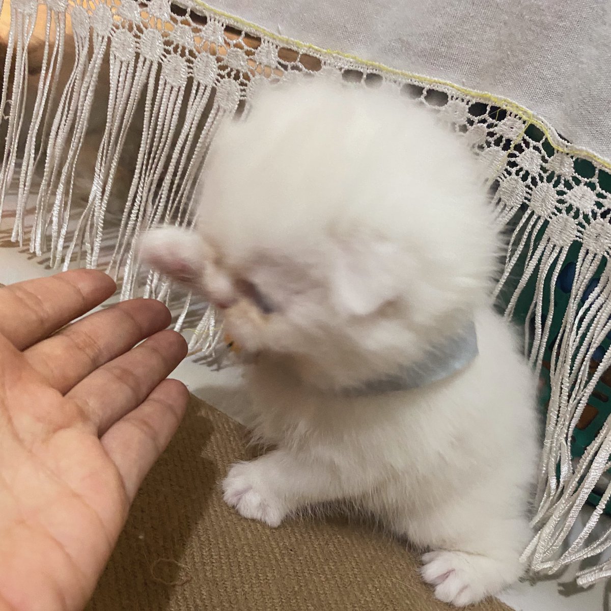 awwwfluffy's tweet photo. รับพลังไป เจ้ามะนุด https://t.co/NjRLSDb69G