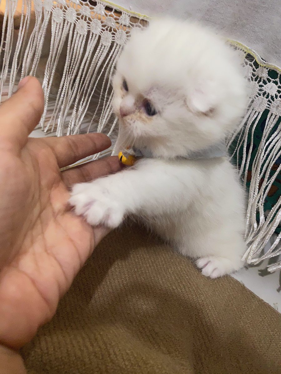 awwwfluffy's tweet photo. รับพลังไป เจ้ามะนุด https://t.co/NjRLSDb69G