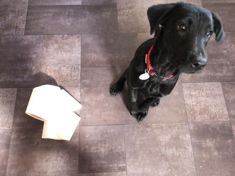 mo_rescue's tweet photo. So I hear you humans are in a spot of bother - something about a #toiletpaperpanic? I don’t see what all the fuss is about, in just TWO minutes loose around the house, I forraged for this one! For the small price of five tummy tickles per hour I can do the same for you 🚽😂💕🐾 https://t.co/OIZ3msKSp4