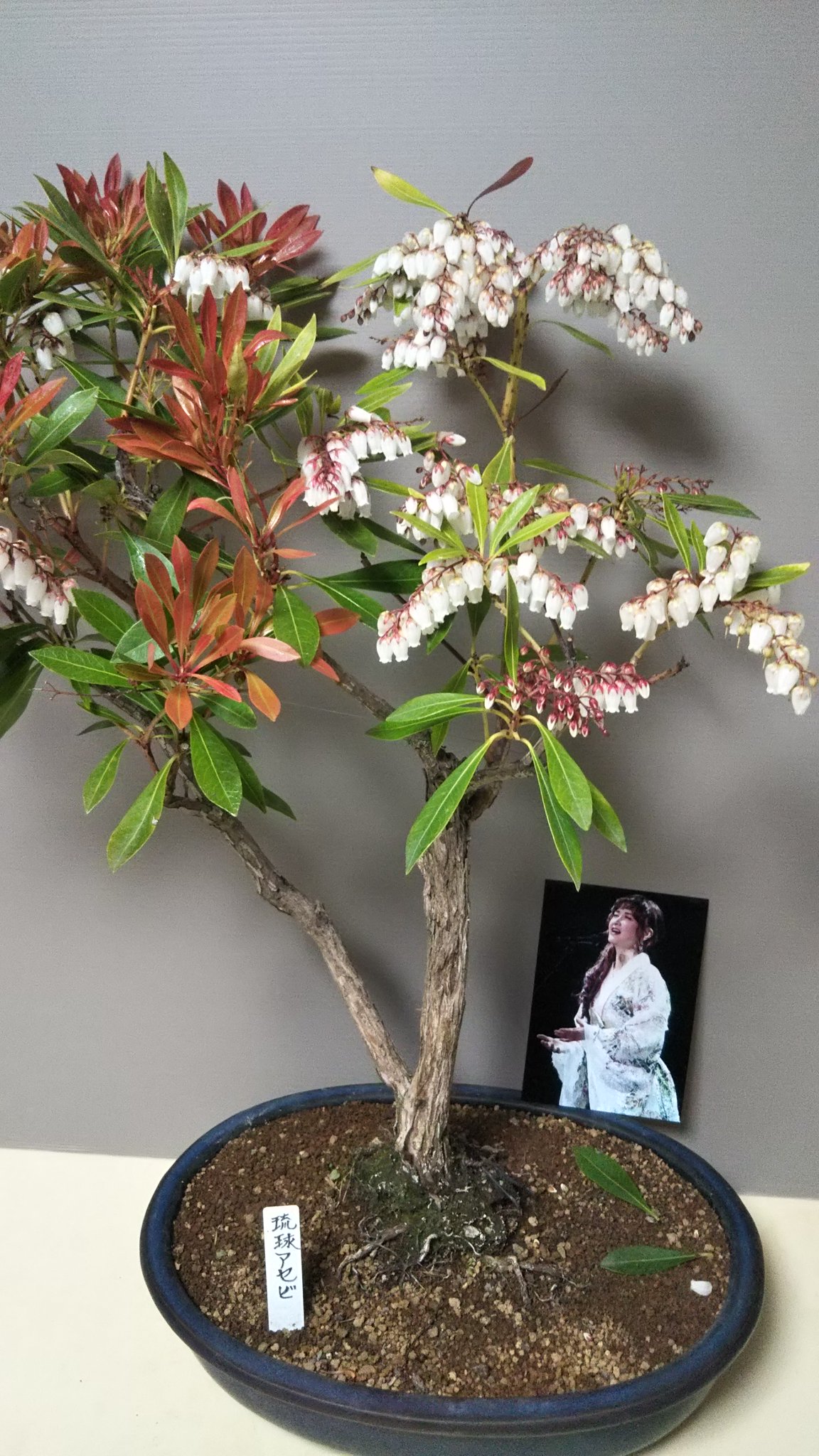 365日みゆき女神 今年も スズランに似た馬酔木 アセビ の小さな花が可愛く咲いてくれました 中型盆栽 琉球アセビ ミニ盆栽 大花アセビ 花言葉 犠牲 献身 あなたと二人で旅をしましょう