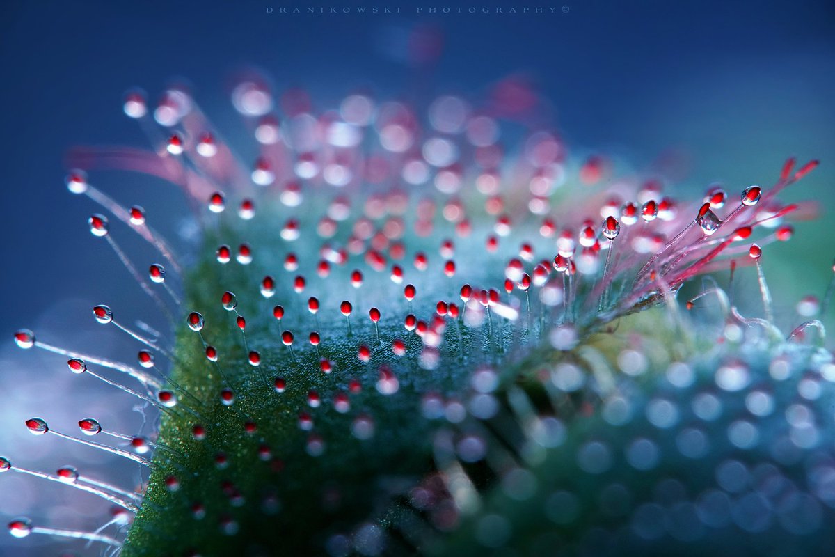 MarakColorArt's tweet photo. Photo by Radoslaw Dranikowski. https://t.co/63em7WEB7Y