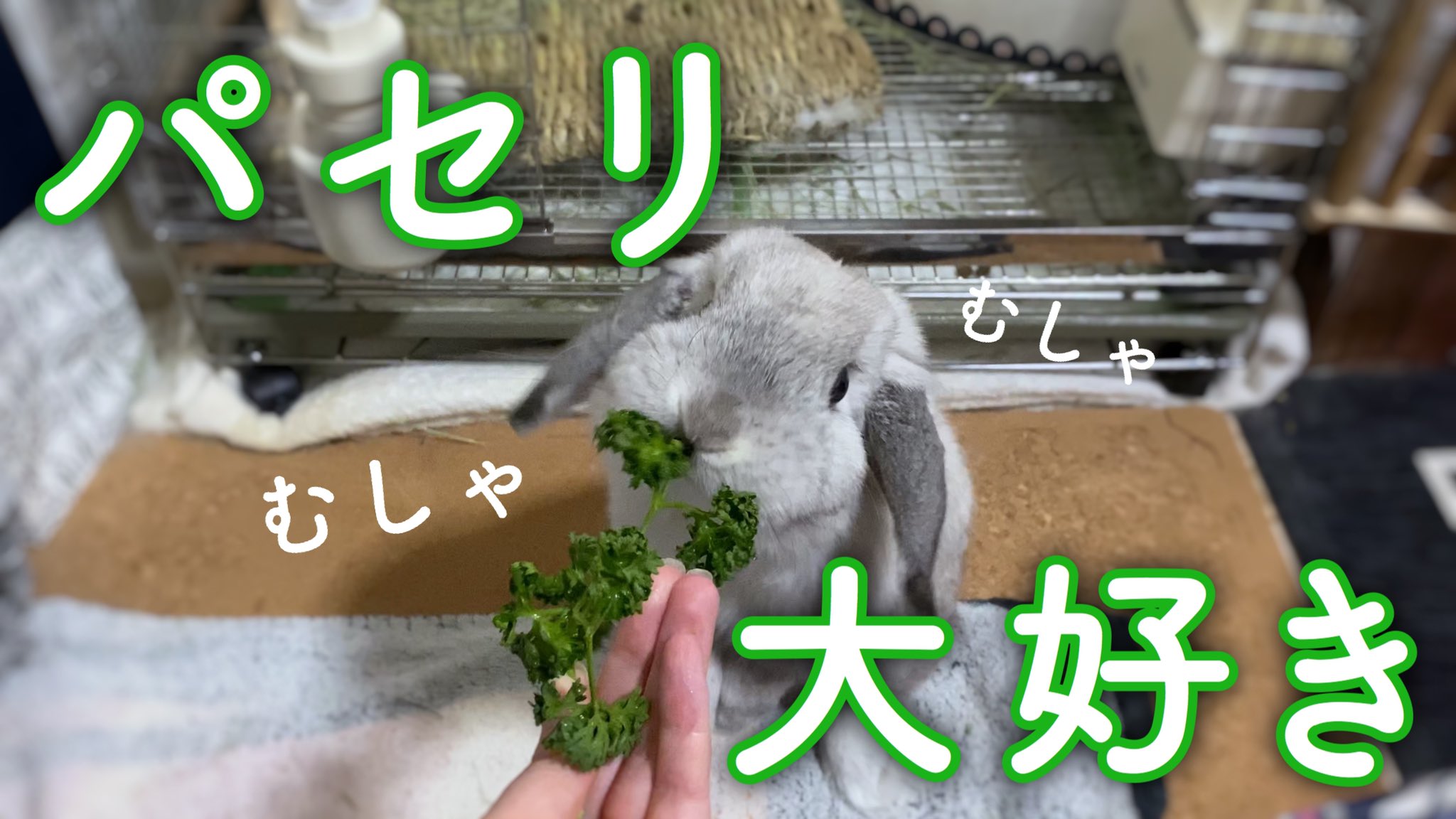 うさぎのラブ君 Youtube うさぎ大好物 パセリへの反応がすごい ホーランドロップイヤー Bunny Holland Lop T Co Lr0ybyppgl Youtubeより 目の色変えてパセリをむしゃむしゃしてます笑 うさぎ ホーランドロップ T Co 0cms9qcdpo