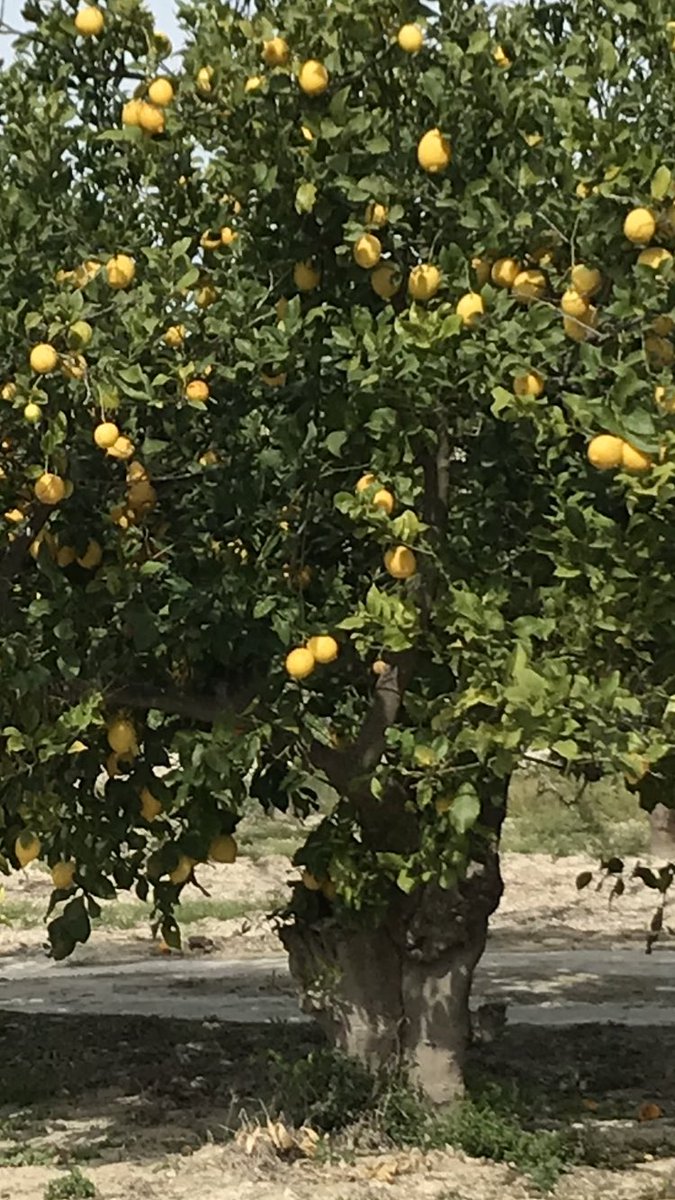 davidsoler_broc's tweet photo. Ripe for the picking! 🍋 https://t.co/5wNGT9u4bx