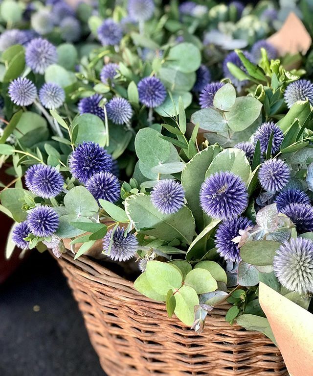 regiacasa's tweet photo. Volvieron! Y los tenemos en Regiacasa 🙌 Hoy sábado estamos de 10 a 19hs #regiacasa #echinops #floressecas #flowershop #flowerbouquet #instaflowers https://t.co/5hFj1Ak68M https://t.co/XakKE3CDg5