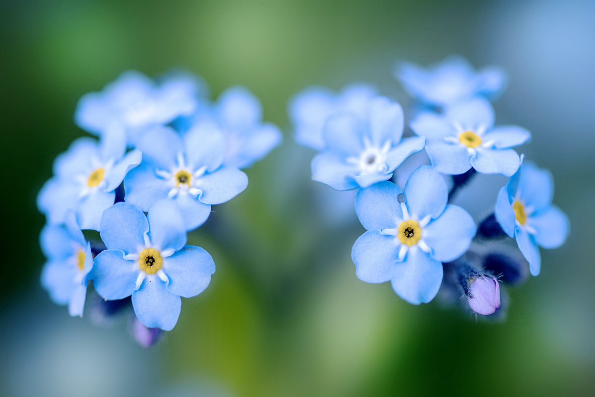 Garnet お花屋さんで勿忘草の花を見ました とてもちいさく可憐な花 優しいブルーに癒されました T Co Rixybpbyya Twitter