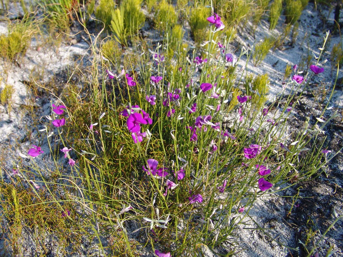 fernkloofza's tweet photo. #FABACEAE: #Amphithalea #biovulata, six members of this #Genus are found in #Fernkloof #Nature #Reserve and surrounds. https://t.co/21uwf2x9mT