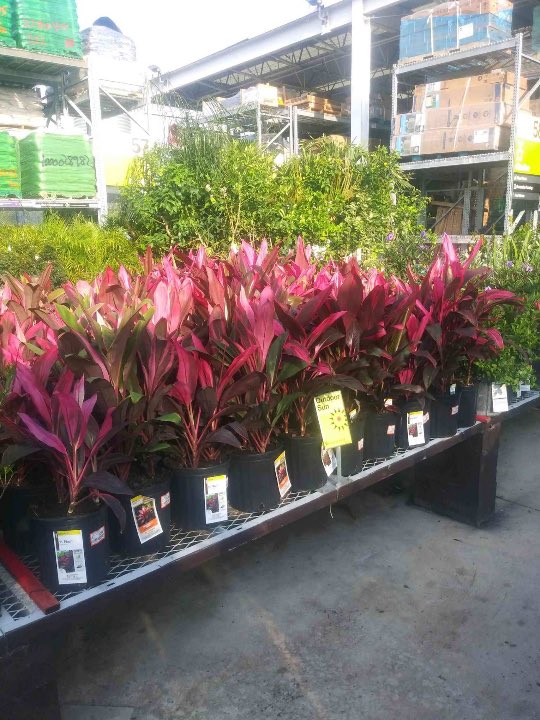 Willycostafarms's tweet photo. 277 Ready &amp; Loaded For Some Good Sales!! https://t.co/G9zD0j3oUz