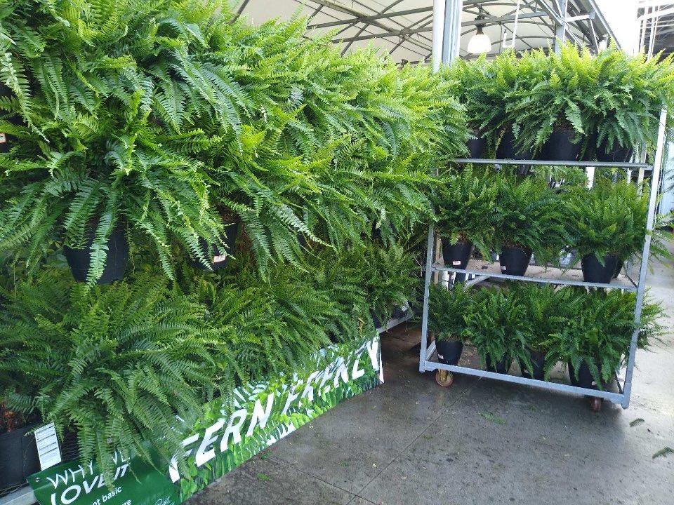 Willycostafarms's tweet photo. 277 Ready &amp; Loaded For Some Good Sales!! https://t.co/G9zD0j3oUz
