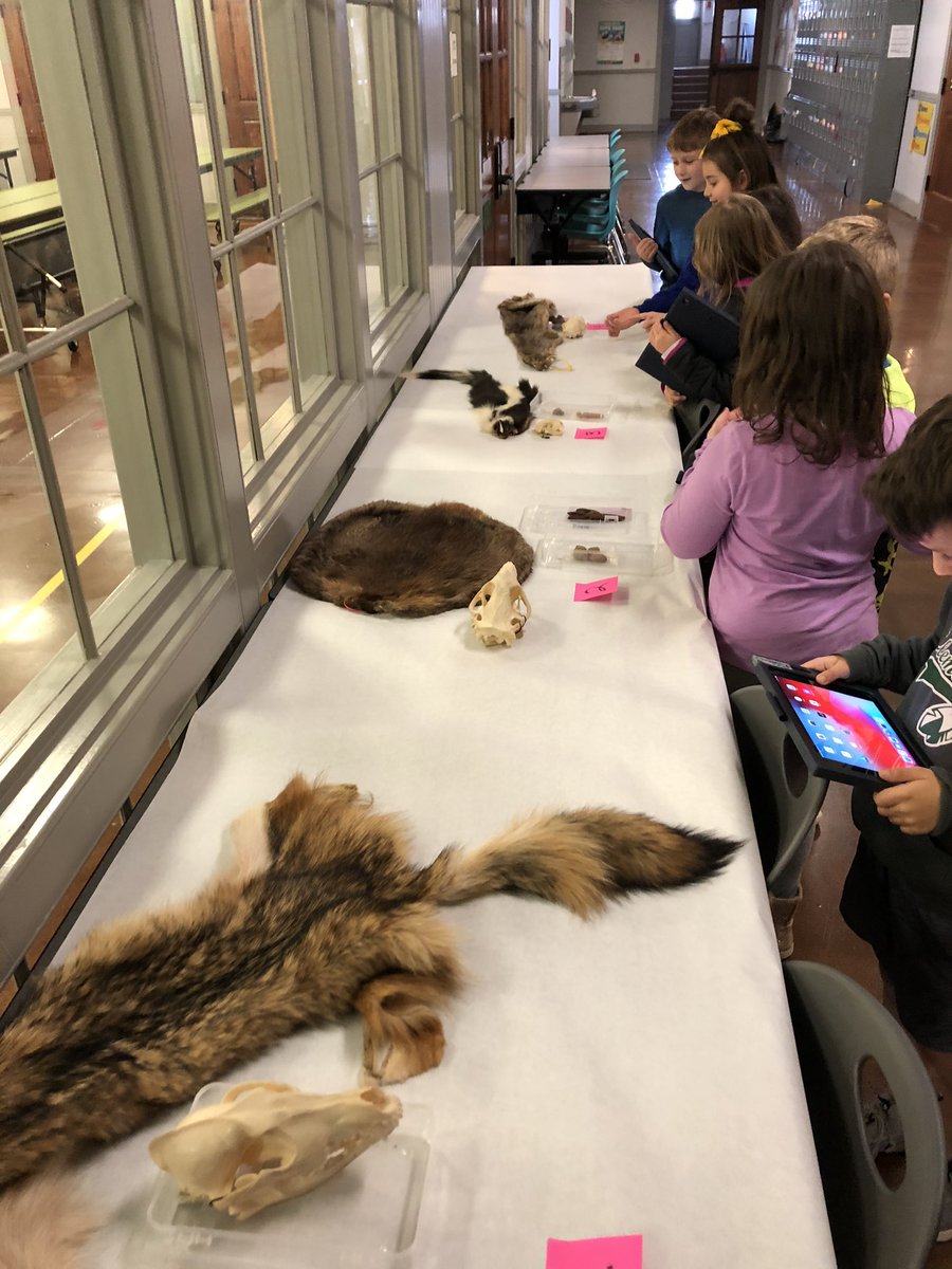 teacher_tonja's tweet photo. @TPWDnews and @texaswildlife we learned so much and enjoyed our studies this past 2 weeks! Our students @WilemonSTEAM ๐ Texas Wildlife. #KeepTexasWild #BirdIsTheWord #BatsofTexas #SkinsSkullsSkatTracks https://t.co/DShj9xrjyO